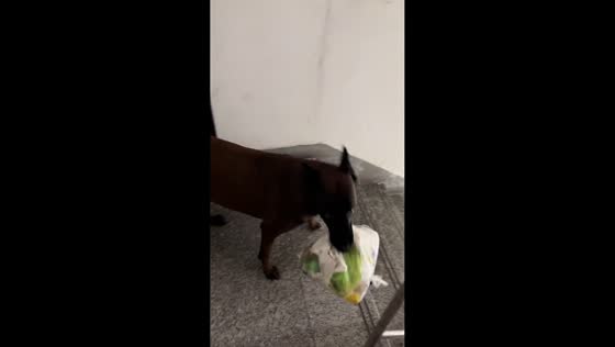 Smart dog joyfully takes out the trash in Heilongjiang, China