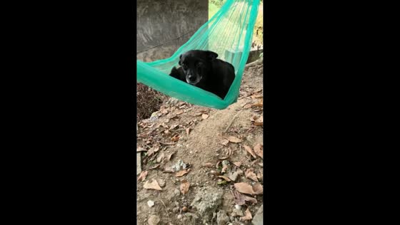 Clever dog climbs into hammock for a relaxing swing in Guangxi, China