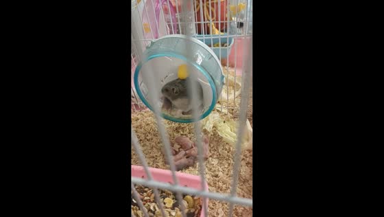 Mother hamster introduces newborn to exercise wheel in Xinjiang, China