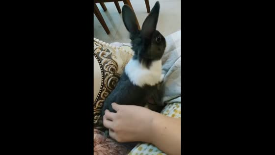 Rabbit startled by sudden noise while resting beside owner in Shanxi, China