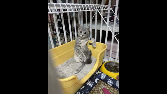 Cat sits like a human inside litter tray in Shandong, China