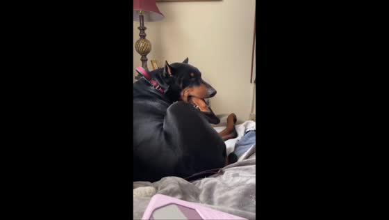 Doberman hilariously tries to fit entire foot in mouth in Kansas, USA