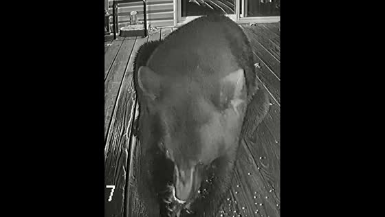 Bear caught snacking: wildlife encounter at Sandy Lake, Ontario