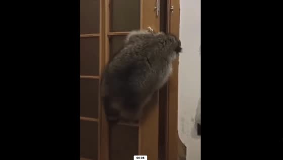 Meet Tisha: The Handmade Raccoon Who Can Open Doors!