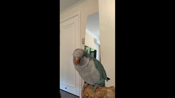 Parrot calls “dad” while perched indoors in Jilin, China