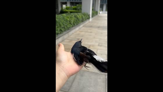 Magpie repeatedly bumps into glass walls before receiving gentle head pats in Guangdong, China