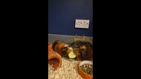 Guinea pigs tug-of-war over cucumber in Shrewsbury, England, UK