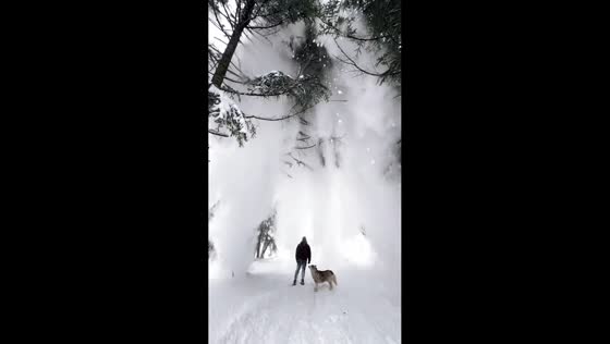 Snowy forest holiday fun in the Caucasus Mountains, Teberda, Russia