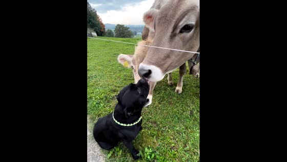 The adorable dog received a kiss from cows!