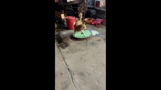 Dog runs on a circular treadmill in Shandong, China