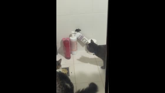 Mouse cornered by two cats in Asunción, Paraguay