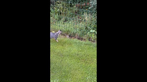 Dormouse bravely confronts two cats before escaping in Charleroi, Belgium