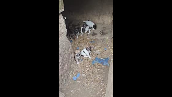 Video reveals former Russian army trench in Kherson, Ukraine, now home to puppies