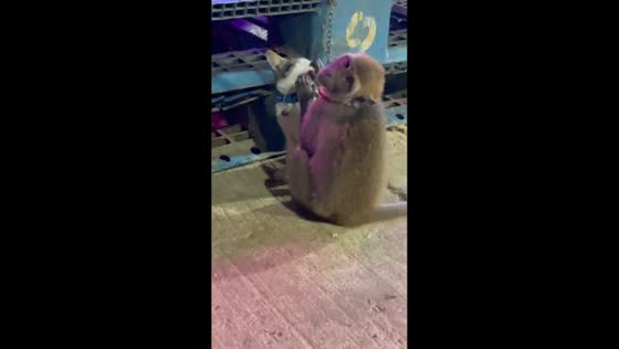 Monkey gives cat a playful dental check in Bogor, Indonesia