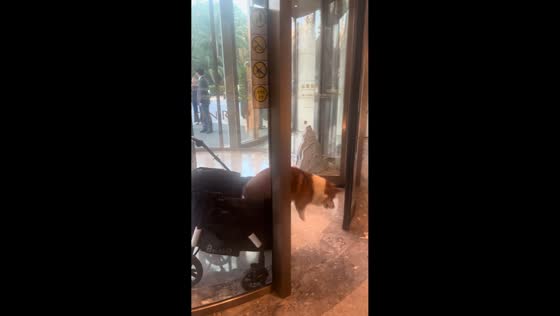 Corgi accidentally falls from stroller at hotel entrance in Fujian Province, China