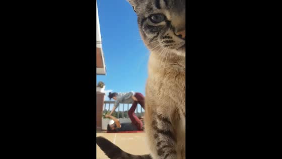 Curious cat steals the spotlight during siblings’ acrobatic yoga session in Barcelona, Spain