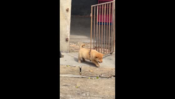 Chubby puppy gets stuck between gate bars in Guangdong, China