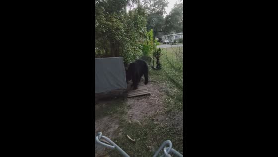 Uninvited guest: wild black bear helps itself to feral cat food outside Florida home