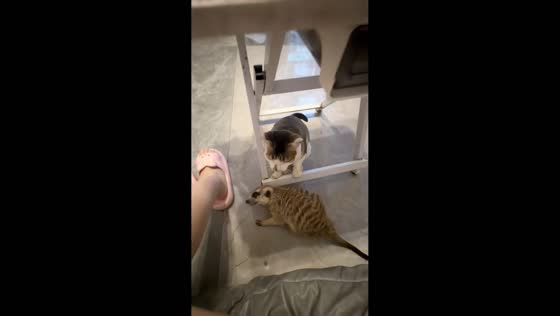 Meerkat hugs cat under table in Zhejiang, China