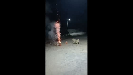 Curious dog startled by exploding firecracker in Guangdong, China