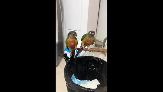 Two parrots playfully push each other off perch in Fujian, China