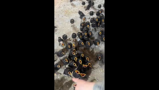 Birds follow owner's hand in amusing cage interaction in Henan, China