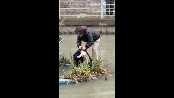 Stray dog rescued from the river in Shanghai, China