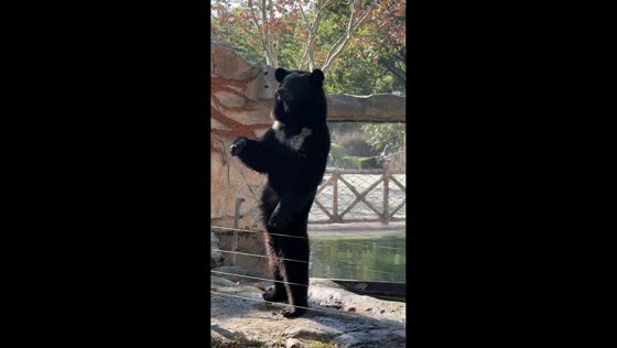 Black bear stands upright to greet visitors in Shanghai, China