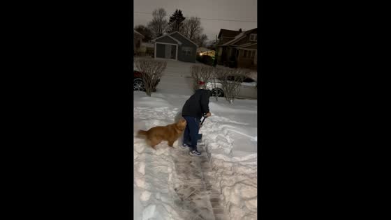 Dog playfully interrupts man shoveling snow in Waukegan, Illinois, USA