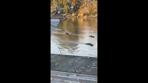 Raccoon river race: fierce competition ends with a daring victory