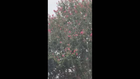 Rain showers sway trees and flowers in Houston, Texas