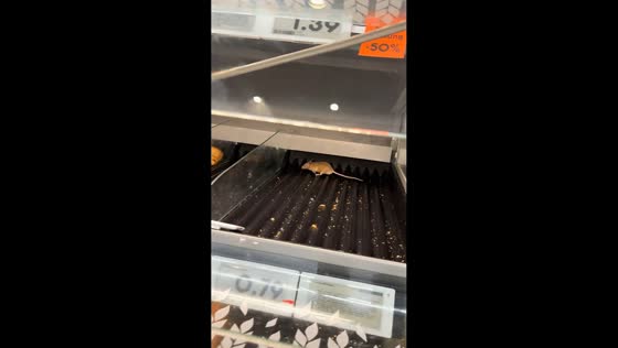 Mouse spotted crawling inside self-service bakery display case in Altona, Germany