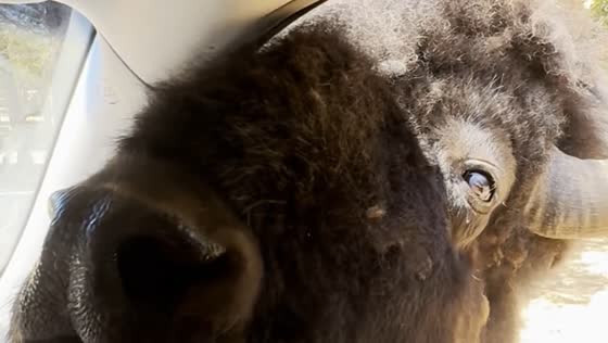 Drive-thru safari: feeding wild encounters