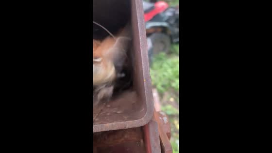 Bird defends nest from close inspection in Pocahontas, Arkansas, USA