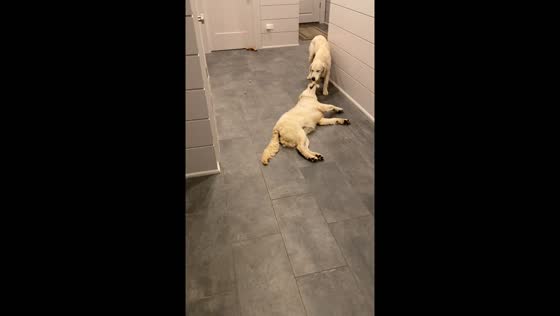 Dog tug-of-war in Belleview: Blue and Berry’s playful struggle