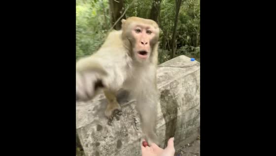 Monkey attempts to snatch phone during feeding in Guizhou Province, China