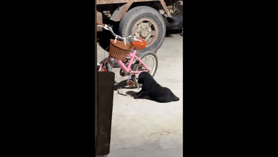 Puppy repeatedly spins bike pedal in Guangdong, China