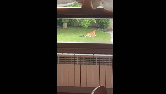 Dog awakens to defend against sneak attacking bird