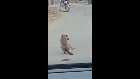 Dog walks in a sitting posture in Hebei, China