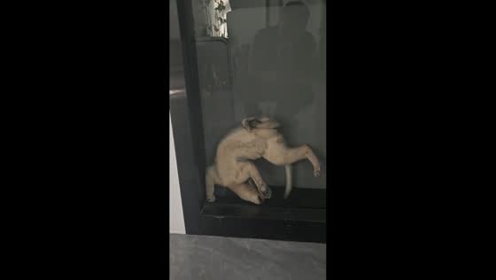 Cat stuck on transparent glass in Yunnan, China