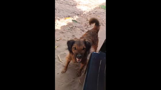 Dog gets aggressive after being teased in Asunción, Paraguay