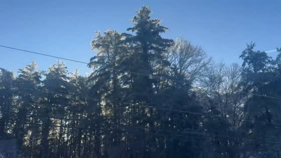 Sunlight glints off ice-glazed trees in Tolland, Connecticut, USA