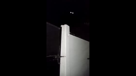 Black kitten with glowing eyes spotted at night in Las Rosas, Argentina