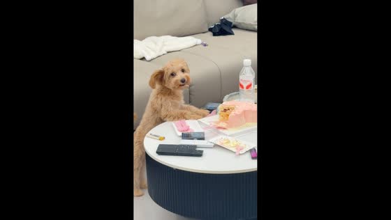 Dog happily devours cake and shows off icing-covered face in Guangdong, China