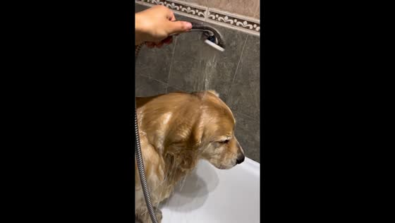 Oso takes matters into his own paws: a hilarious bath time request caught on camera