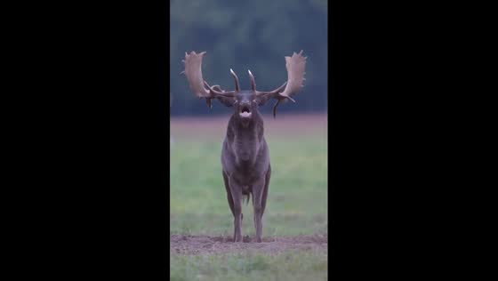 Fallow deer's groaning: unveiling the mysterious mating call in Northern Germany