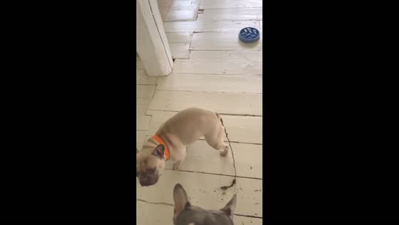 French bulldog questioned over stretched mess in Kent, Connecticut, USA
