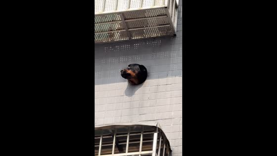 Dog peeks through hole and barks in Guangdong, China