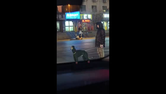 Afghan hound patiently waits in full outfit in Liaoning, China