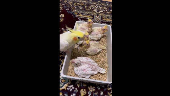 Love in a tray: a mother parrot's care for her little ones in Izmir, Turkey